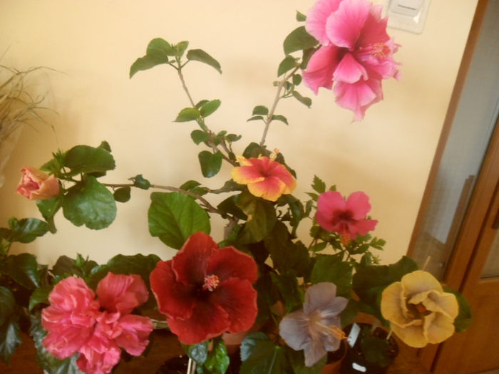 hibiscus grup