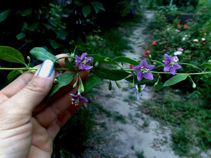 goji - Goji Lycium Barbarum