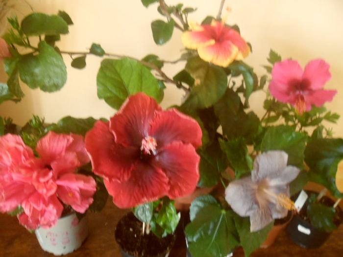 hibiscus grup