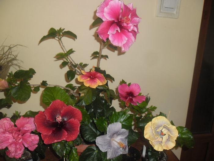 hibiscus grup