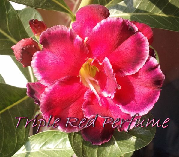 Triple Red Perfume - Adenium - Triple Red Perfume