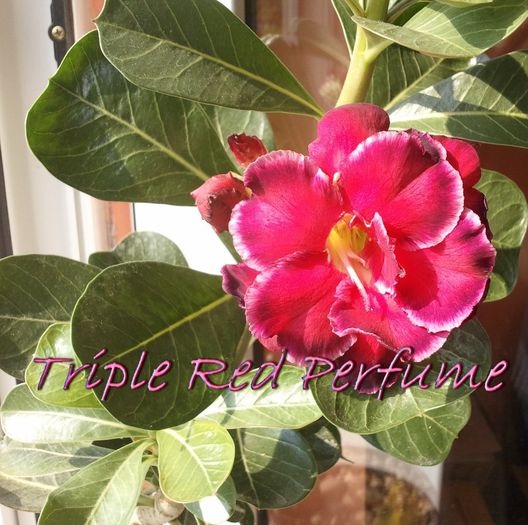 Tripple Red Perfume - Adenium - Triple Red Perfume