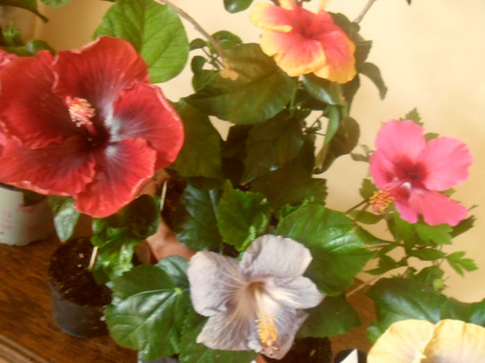 hibiscus grup