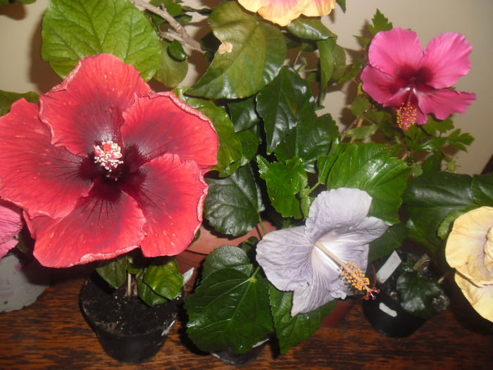 hibiscus grup