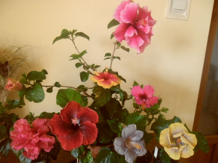 hibiscus grup