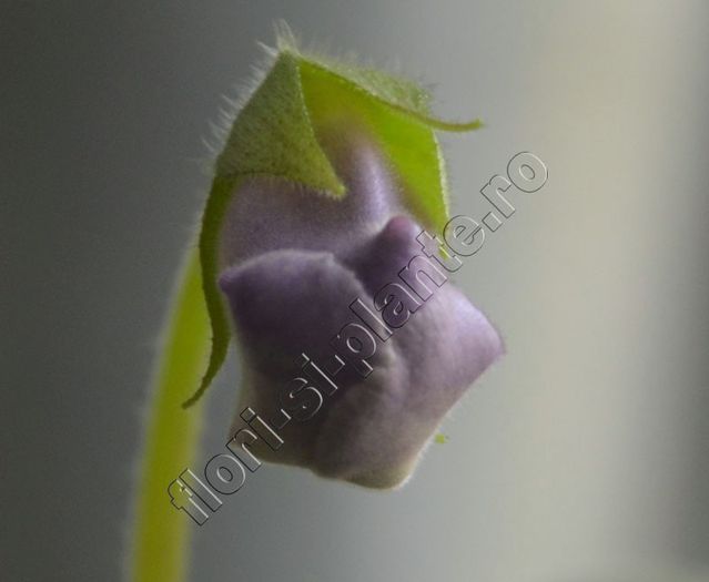 Luci s ??? oare cum va fi? - GLOXINIA_SINNINGIA - Hibrizii mei -My hybrids