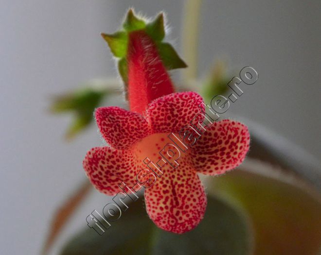 Kohleria Cybele