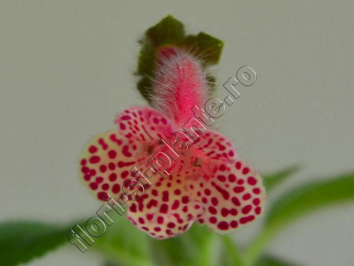 Kohleria Chinese Chop Mark