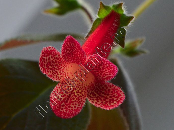 Kohleria Cybele