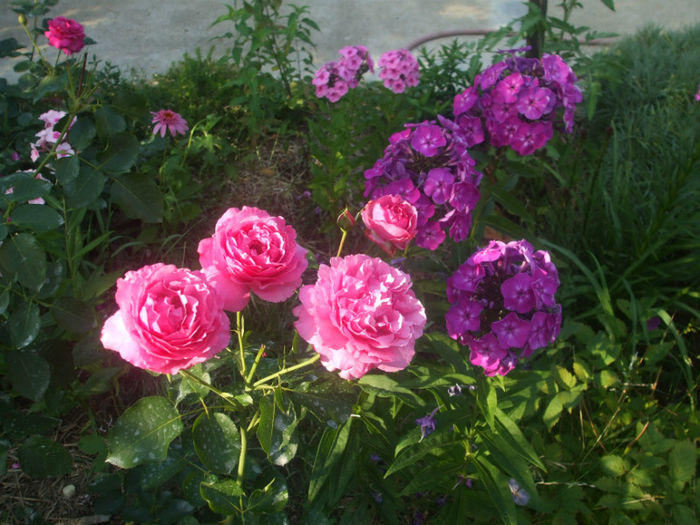 Yves Piaget - vara 2013