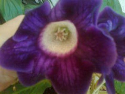gloxinia hollywood