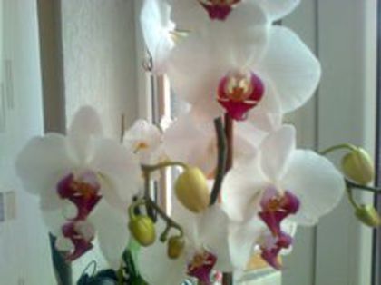 orhidee