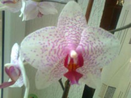 orhidee