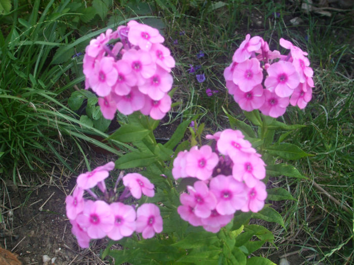 DSCF2024 - vara 2013