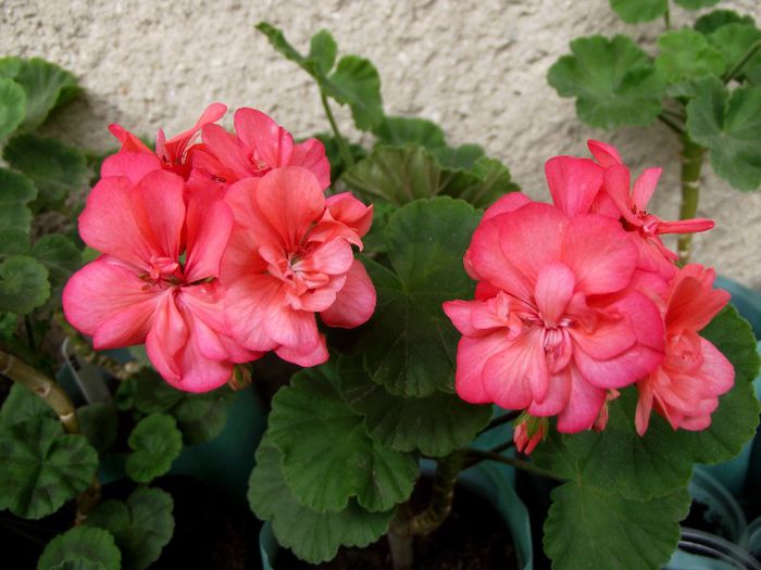 zonal coral pink dublu