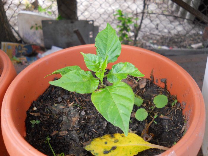 DSCN1052 - Ardei iute - Scotch Bonnet Orange