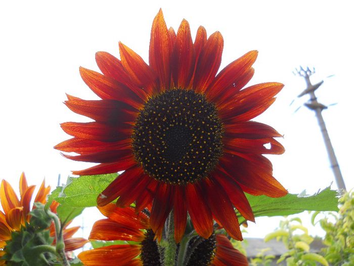 Floarea Soarelui rosie - Diverse