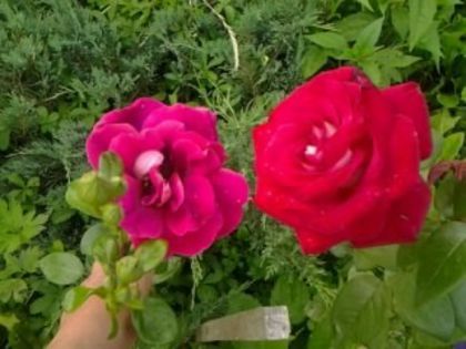 Kleopatra si Kronenbourg