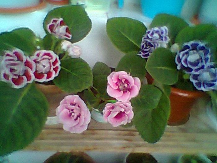Fotogr.0727 - Gloxinii