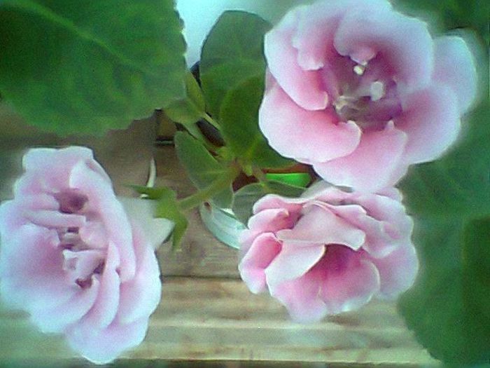 Fotogr.0730 - Gloxinii
