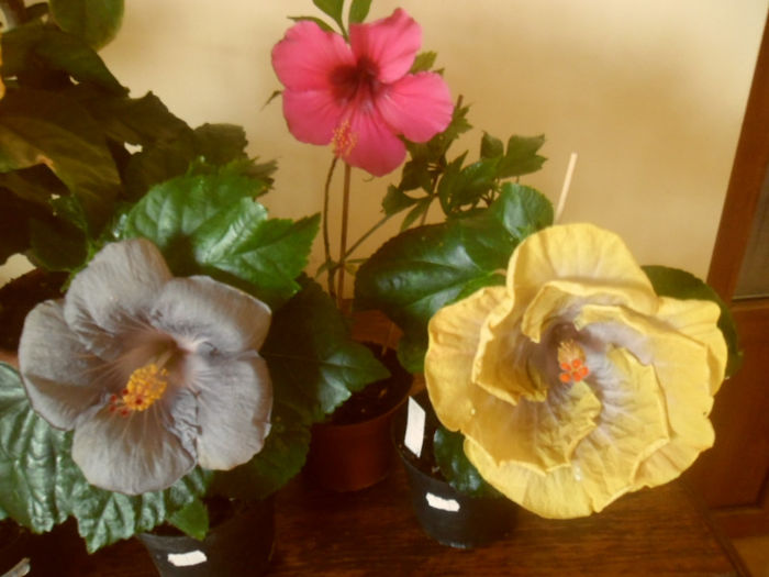 hibiscus grup