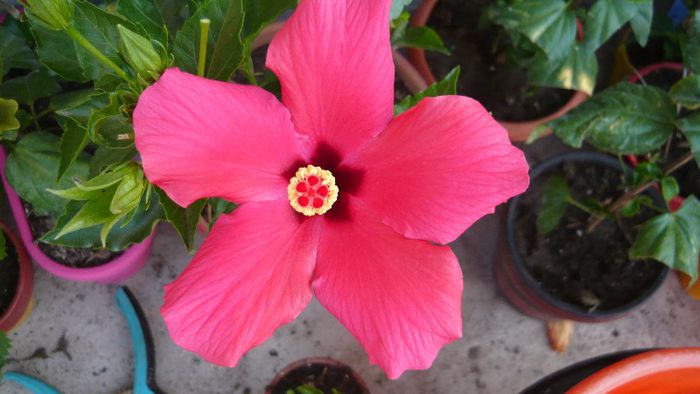 Picture 4718 - x 2013 Hibiscus rosa sinesis