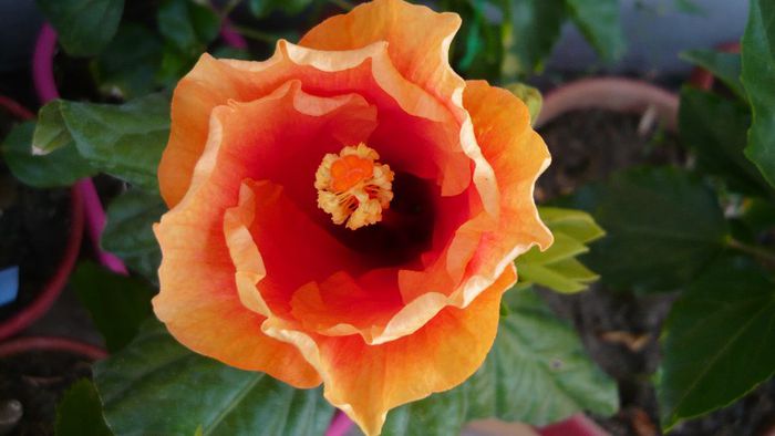 Picture 4720 - x 2013 Hibiscus rosa sinesis