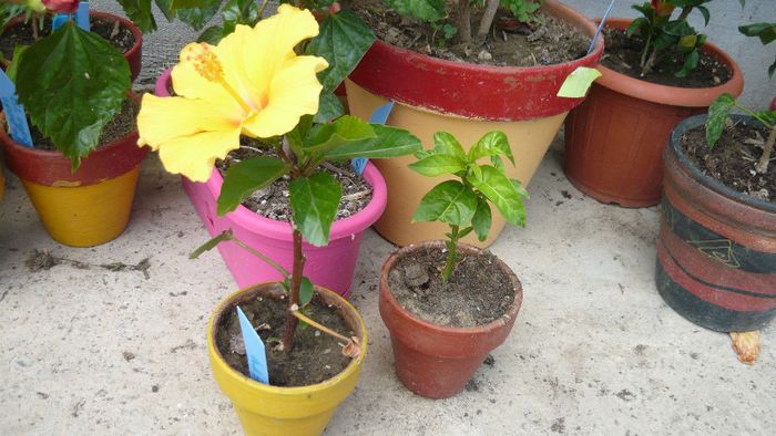 Picture 4737 - x 2013 Hibiscus rosa sinesis