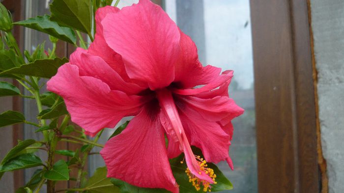 Picture 4739 - x 2013 Hibiscus rosa sinesis