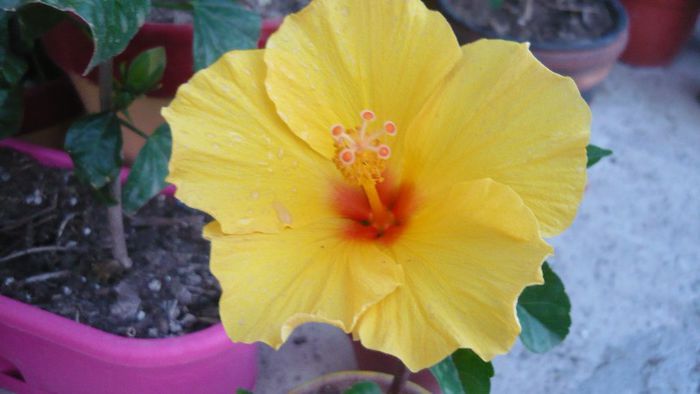 kim-multumesc lety! - x 2013 Hibiscus rosa sinesis