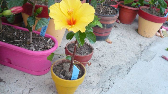 Picture 4756 - x 2013 Hibiscus rosa sinesis