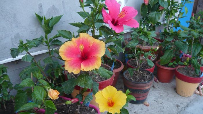 Picture 4757 - x 2013 Hibiscus rosa sinesis