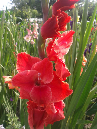 2013-07-02 09.20.16 - Gladiole de vanzare OFERTA 2015