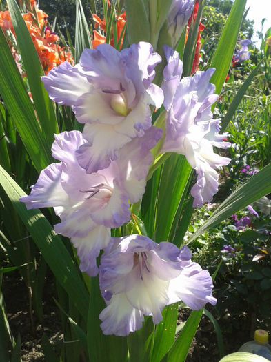 2013-07-04 10.06.24 - Gladiole de vanzare OFERTA 2015