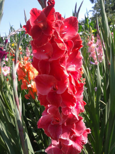 2013-07-04 10.06.47 - Gladiole de vanzare OFERTA 2015