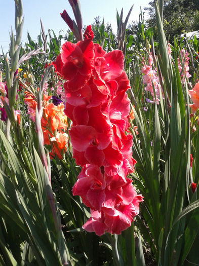 2013-07-04 10.06.51 - Gladiole de vanzare OFERTA 2015