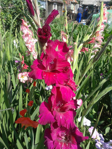 2013-07-04 10.07.22 - Gladiole de vanzare OFERTA 2015