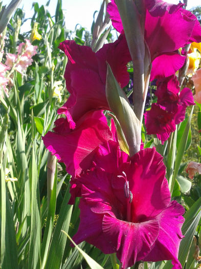 2013-07-04 10.08.12 - Gladiole de vanzare OFERTA 2015