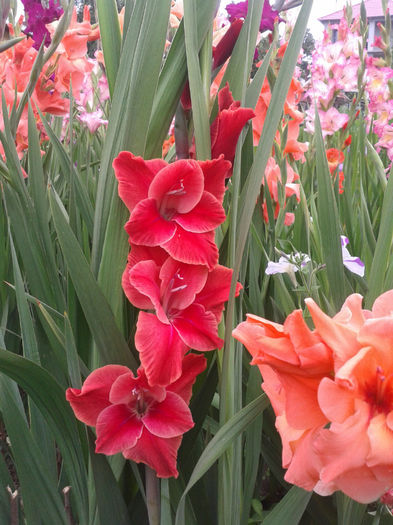 2013-07-05 09.42.44 - Gladiole de vanzare OFERTA 2015