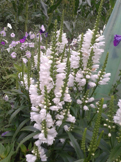 Physostegia virginiana,3 lei