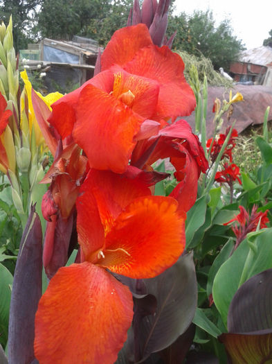 2013-07-01 15.47.48 - Diverse flori
