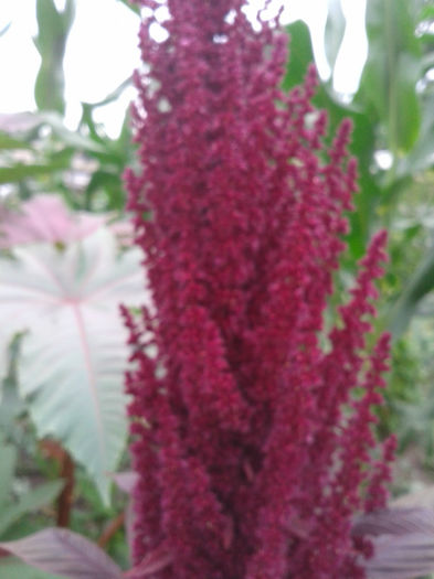 2013-07-01 15.49.46 - Diverse flori