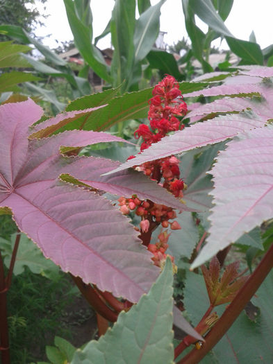 2013-07-01 15.50.07 - Diverse flori