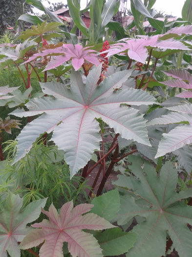 2013-07-01 15.50.12 - Diverse flori