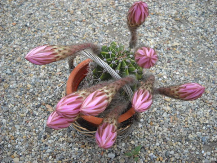 Echinopsis cu boboc 5.07.013 >dupamasa