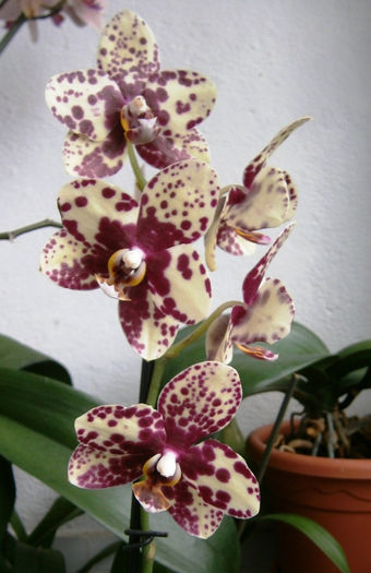 Phalaenopsis Scrabble - Phalaenopsis