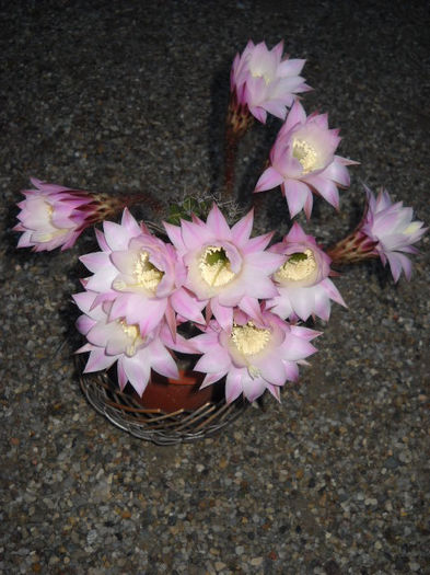 Echinopsis seara> 5.07.013 - CActusi -2013-2014