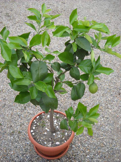 Mi-am luat hainuta 5.07.013 - Lamaiul