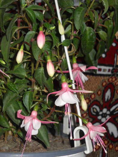 Alb cu margine roz  deschis-5.iulie