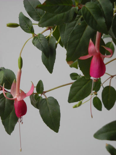 roz inchis cu marg.roz deschis